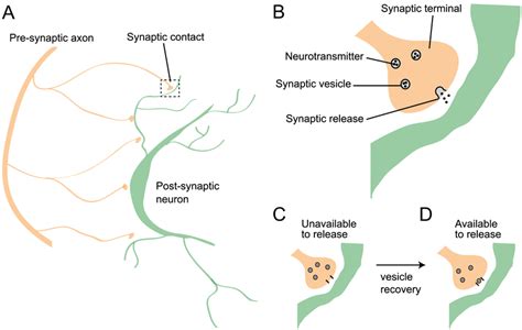 Synaptic Vesicle Dynamics A The Axon Of A Presynaptic Neuron