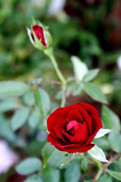 Red Rose Stock Photo Image Of Petal Bloom Rose Close 5328324