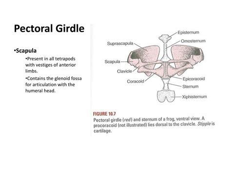 Pectoral Girdle Of Frog