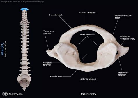 Cervical Vertebrae Encyclopedia Anatomyapp Learn Anatomy 3d