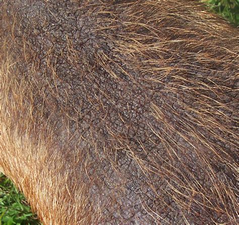 Other causes are folliculitis which is causes by inflammation of the hair follicle due to canine ringworm or a bacterial infection. My dog has moderate hair loss around the back, elbows and ...
