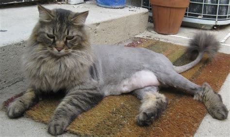 The Maine Coon Lion Cut Why Cats Should Not Be Shaved Petskb