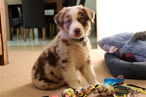 My Little Red Merle Australian Shepherd Puppy Loki At Just 9 Weeks Old