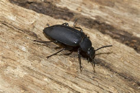 It is arguably the darkest song on the album and has. How to Get Rid of Small Black Bugs with Hard Shell in ...