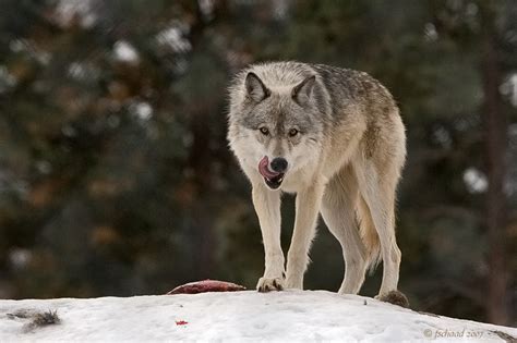 Hungry Wolf Photo Barbara Read And Fred Schaad Photos At