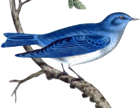 Bluebird Clipart Beautiful Bird Png Download Full Size Clipart