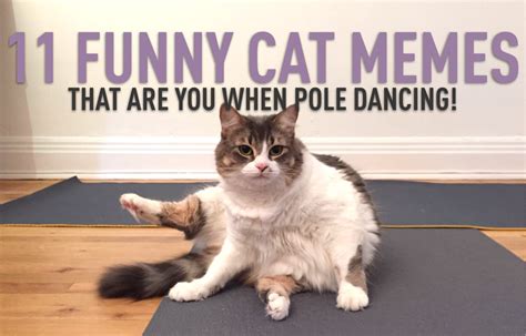 11 Funny Cat Memes That Are You When Pole Dancing