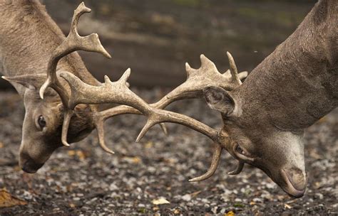 Two Deer Cervidae Fighting With Antlers Photograph By John Short