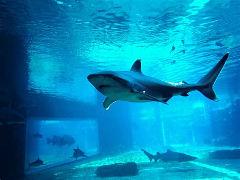 Top 5 Things To Do In Durban South Africa Secret World