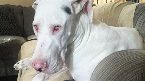 10 Facts You Should Know About Albino Dogs