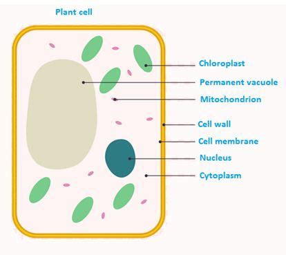 However, there are several significant differences between these two cell types. NCERT Solutions Class 8 Science Chapter 8 Cell Structure ...