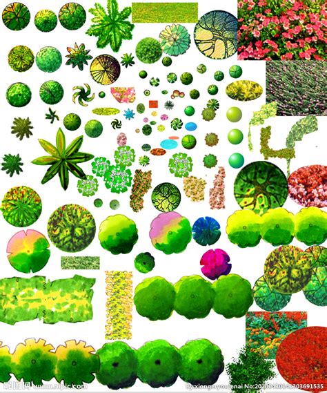 景观植物彩平图设计图psd分层素材psd分层素材设计图库昵图网