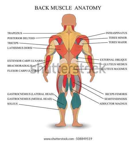 Back Muscle Diagram Labeled Anatomy Chart Of Male Triceps And Back