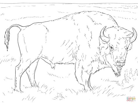 Realistic American Bison Coloring Page Free Printable Coloring Pages