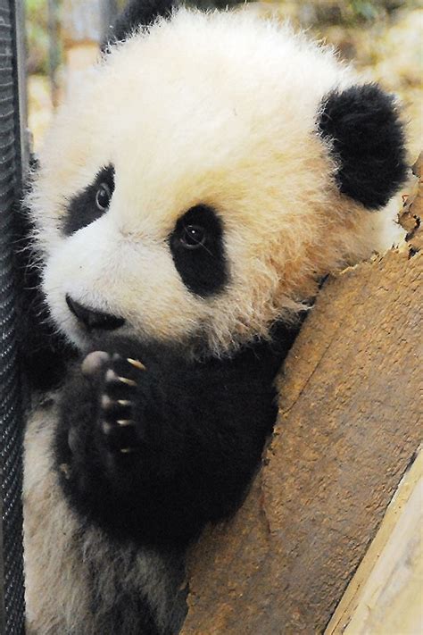 It A Baby Panda So Cute The Big Fat Panda Pinterest