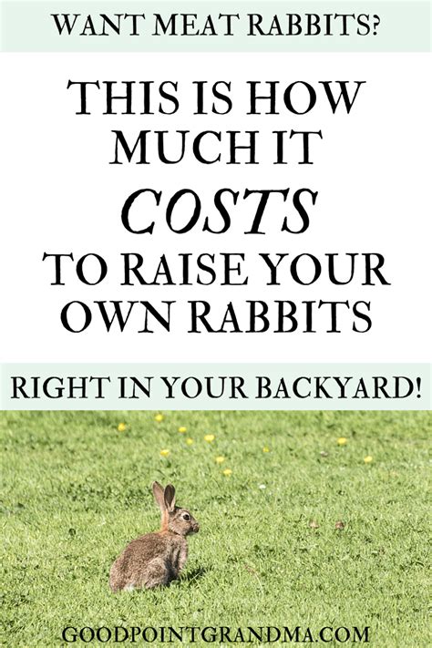 How Much Does It Really Cost To Raise Your Own Meat Rabbits