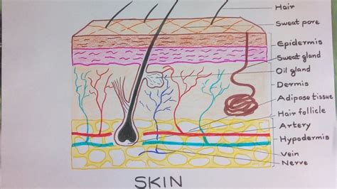 Science Homework Skin Drawing Human Body Anatomy Sense Of Touch