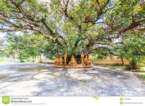 Buddha Under Bodhi Tree Stock Photos Download 314 Royalty Free Photos