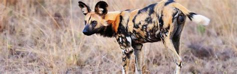Amazing African Animals Amazing African Wild Hunting Dog