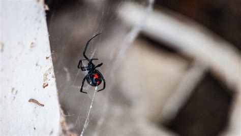 Black Widow Spider Vergiftung Bei Hunden Symptome Ursachen Und My XXX Hot Girl
