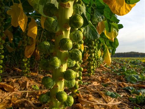 Popular Tips How To Grow Brussels Sprouts In 2023 Step By Step Guide