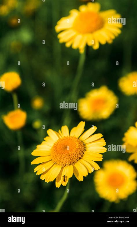 Wild Yellow Daisies Hi Res Stock Photography And Images Alamy