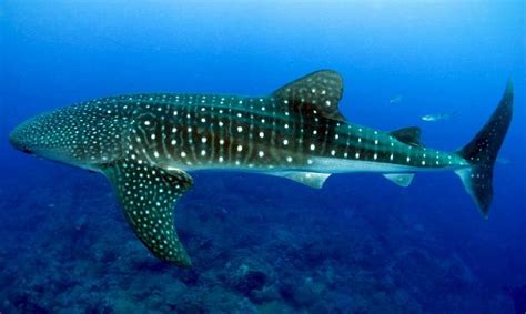Unveiling The Mysteries Of The Majestic Whale Shark Exploring The Selachimorpha Order