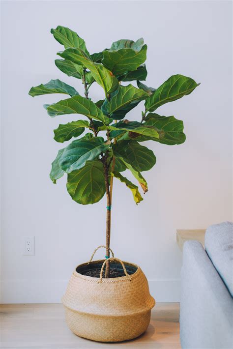 Fiddle Leaf Fig Tree Minneapolis And St Paul Wagners