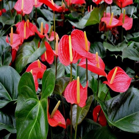 Osmocote plus outdoor and indoor plant food 1 lb shaker: Anthurium Andreanum Red - Gift Plants | Plants, Flamingo ...