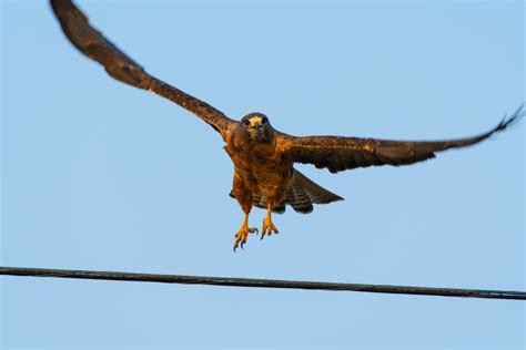 Free Images Buzzard Bird Of Prey Kite Peregrine Falcon Golden
