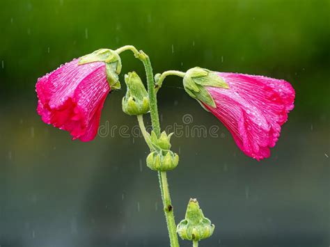 Pink Hollyhocks Opening In The Rain 3 Stock Photo Image Of Multi