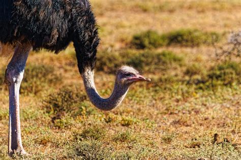 Ostrich Head In Sand Myth Do Ostriches Bury Their Heads In The Sand