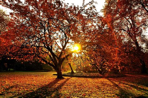 Roter Herbst Foto And Bild Jahreszeiten Herbst Baum Bilder Auf