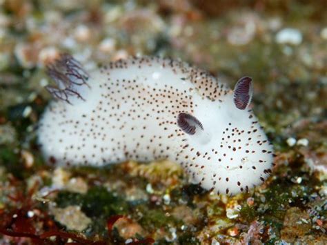 Bensozia Jorunna Parva The Cutest Sea Slug