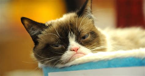 Grumpy Cat Won A Lawsuit Plus Other Viral Stars Making Big Money