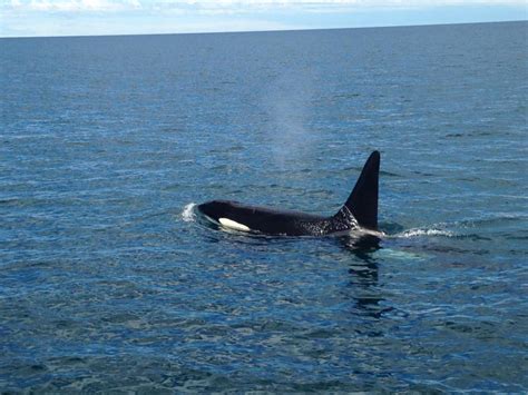 Orcas Nz Marine Wildlife Whale Watch Kaikoura