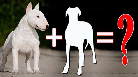 8 Amazing Bull Terrier Mixes That Will Mel Bull Terrier Cross Breeds