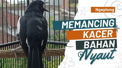 Terapi Kacer Gacor Ngeplong Memancing Kacer Bahan Bikin Kacer Cepat Bunyi Langsung Nyaut Gacor