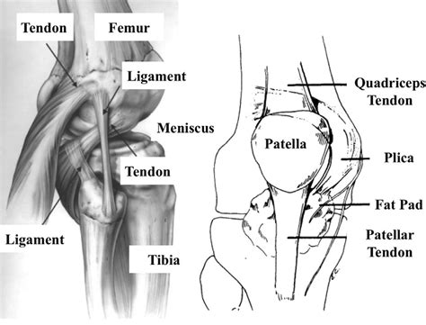 Inflamed knee ligament at tendinite. Anatomy of the knee. The interconnection between bones ...