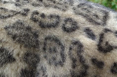 Snow Leopard Fur Stockreference By Furlined On Deviantart