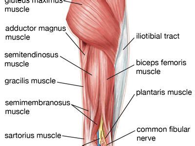 Leg Definition Bones Muscles Facts Britannica