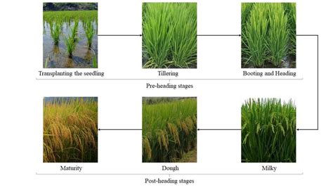 Stages Of Rice Development
