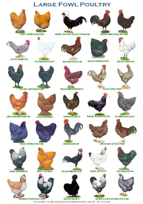 A Laminated Posters Breeds Of Poultry Different Posters Pet