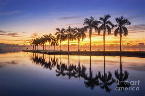 The Reflection Of Palm Tree By Stanley Chen Xi Landscape And