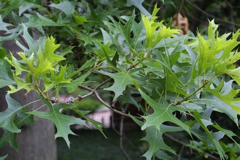 Quercus Palustris Pin Oak