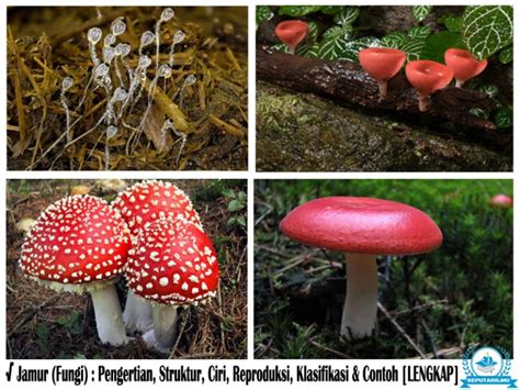 Klasifikasi Jamur Fungi Pengertian Struktur Ciri Contoh