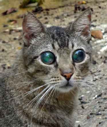 Pink eye or conjunctivitis in cats (and people) is an inflammation or infection of the outer layer of the eye or the inner surface of the eyelids. Cat Eye Disease (list) - PoC