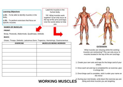 Muscles Worksheet Teaching Resources