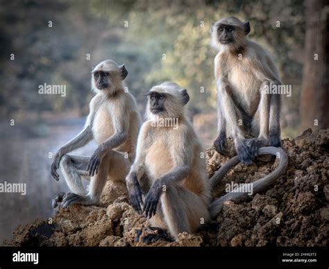 Three Gray Langur Monkeys Sitting Stock Photo Alamy