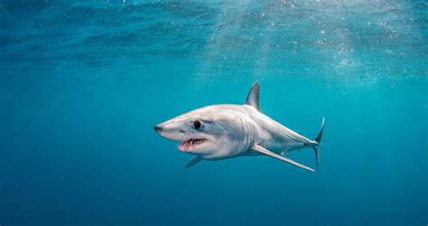 The Great Race To Save The Shortfin Mako Shark Virgin